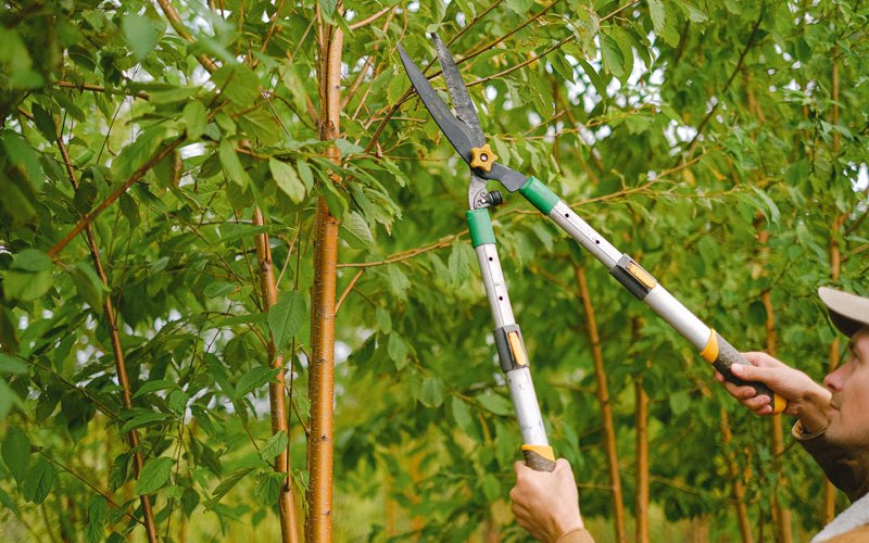 Tree trimming in Independence, WI