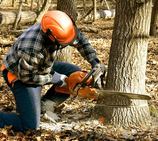 Tree Removal in Independence, WI